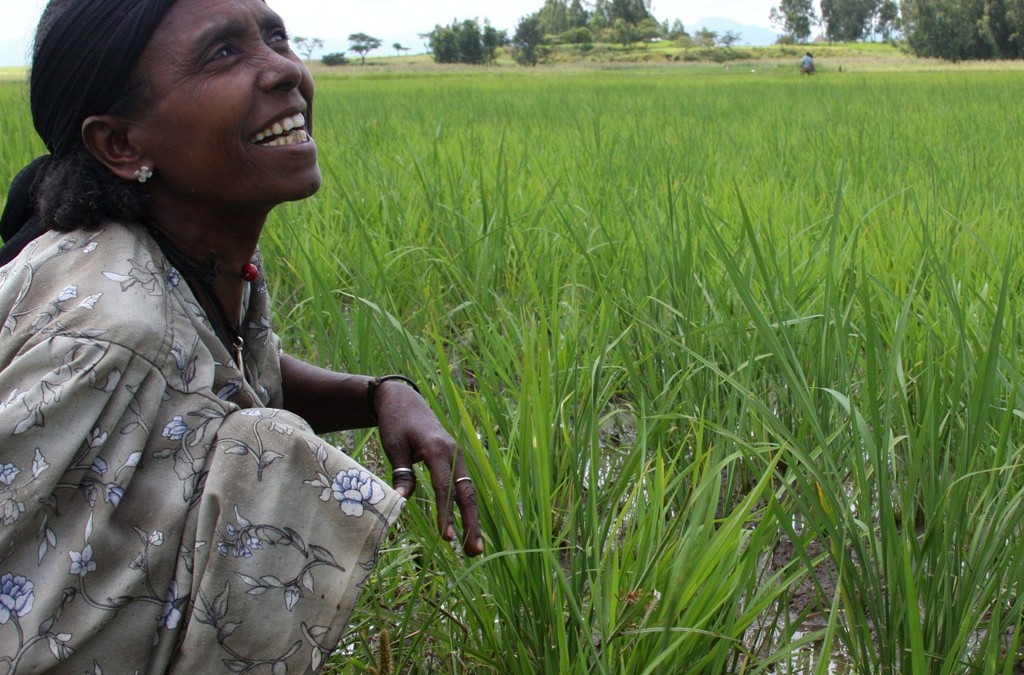 For MEDA, A Decade of Growth