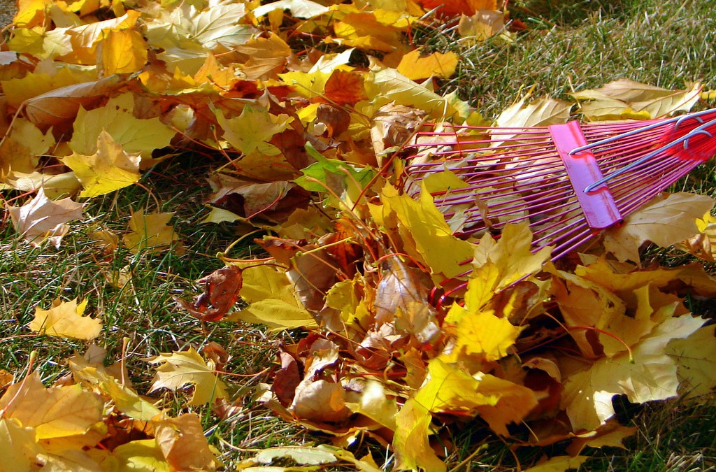Fall Clean Up Day
