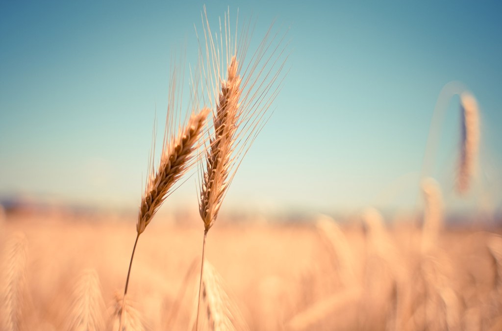 Farm Work Connects Pastor with Rural Congregants